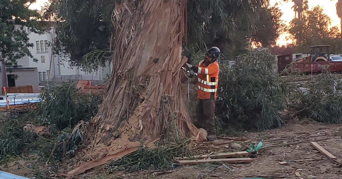 Emergency Tree Service