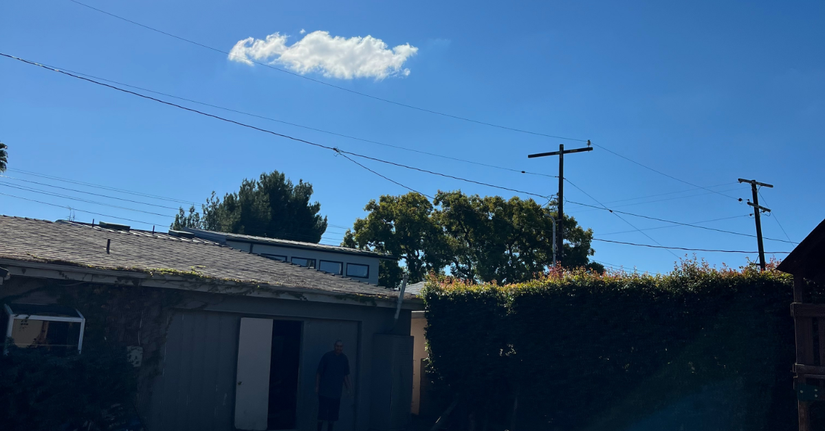 Shrub Removal & Trimming