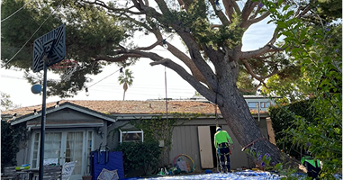 tree services
