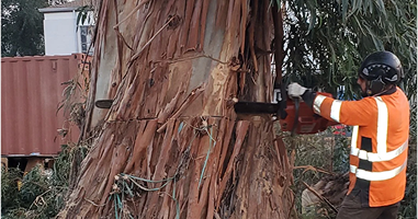 tree removal